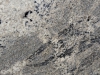 Sucuri Brown Closeup