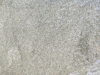 Coast Green Closeup