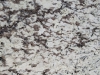 White Delicatus Closeup