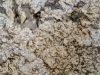 Normandy Closeup