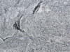 White Seagull Closeup