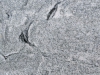 White Seagull Closeup