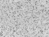 Gray Sand