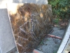 Rainforest Brown