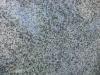 Atlantic Pearl Closeup