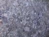 Volga Blue Closeup